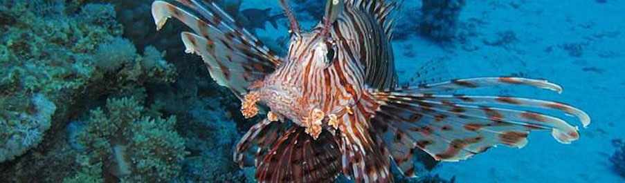 Tiger Rock Scuba Diving