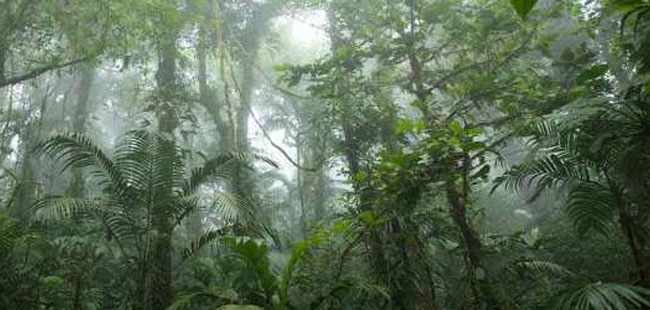 Cloud Forest Safari & Wildlife Tour