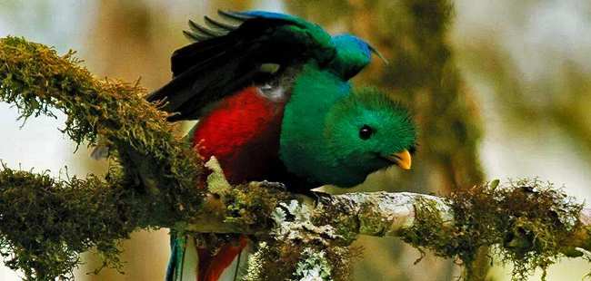 Boquete Birdwatching