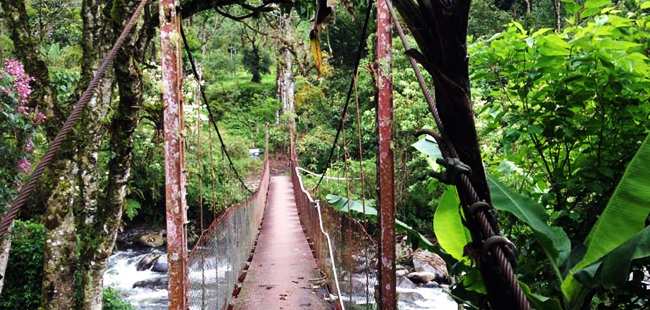 Cloud Forest Safari & Wildlife Tour
