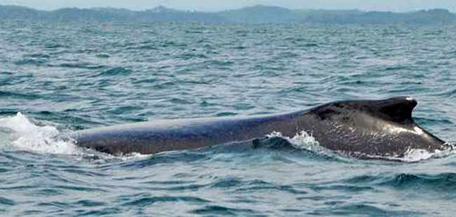 Gulf of Chiriqui Sea Kayaking & Whale Watching