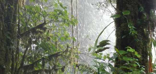 Cloud Forest & Coffee Jeep Safari