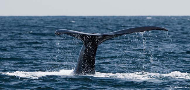Whale Watching Gulf of Chiriqui + Island Beach Break