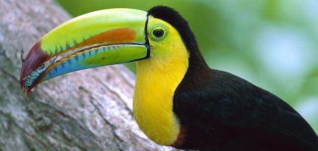 Monkey Island & Indian Village Combo Tour