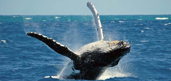 Taboga Island One Day Tour