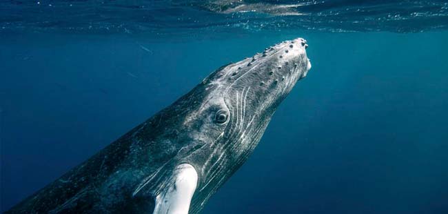 Pearl Islands Whale Watching
