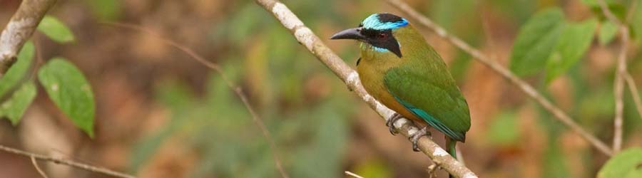 Bird Watching Metropolitan Natural Park 2