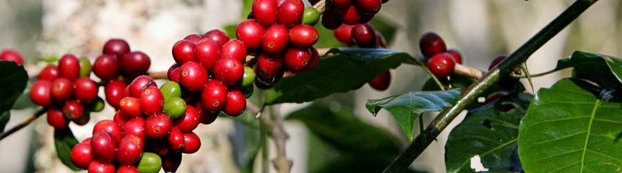 Boquete ATV & Coffee Tour Combo 2