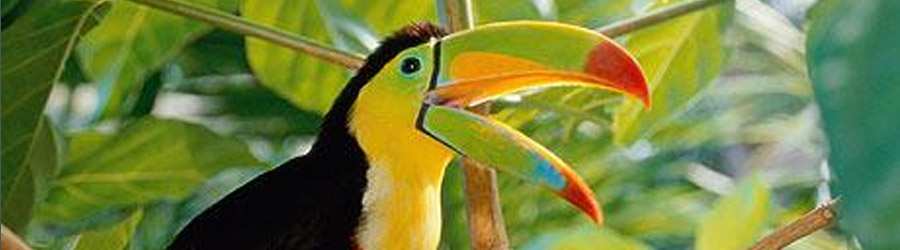 Boquete Birdwatching 6