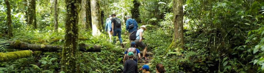 Boquete Cloud Forest Hike + Gulf of Chiriqui Snorkel 4