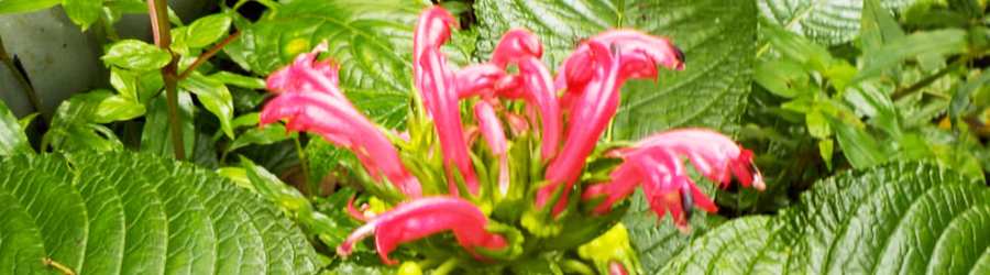 Boquete Cloud Forest Hike + Gulf of Chiriqui Snorkel 8