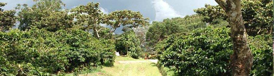 Boquete Coffee Tour 1