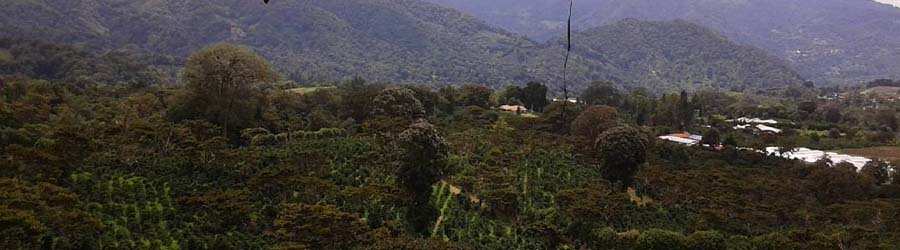 Boquete Coffee Tour 4