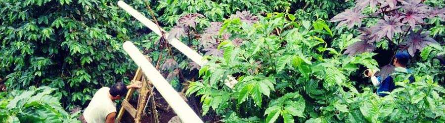 Boquete Coffee Tour 6