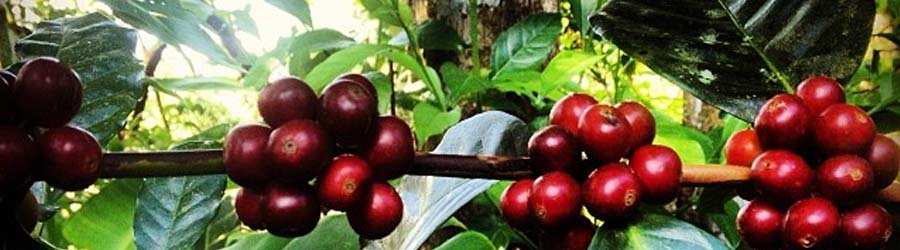 Boquete Coffee Tour 8