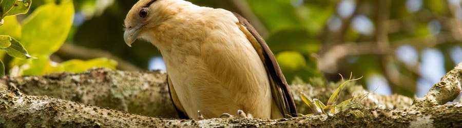 Boquete Hiking Trails 8