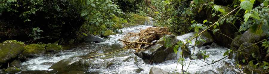 Boquete White Water Rafting + Cangilones Mini-Canyon + Boquete Cloud Forest Hike 6