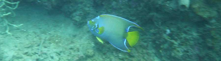 Caribbean 2 Tank Scuba 4