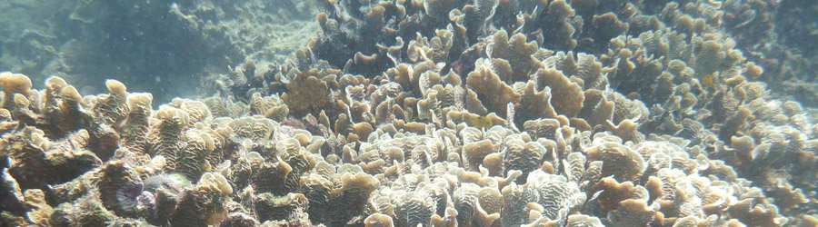Caribbean 2 Tank Scuba 8