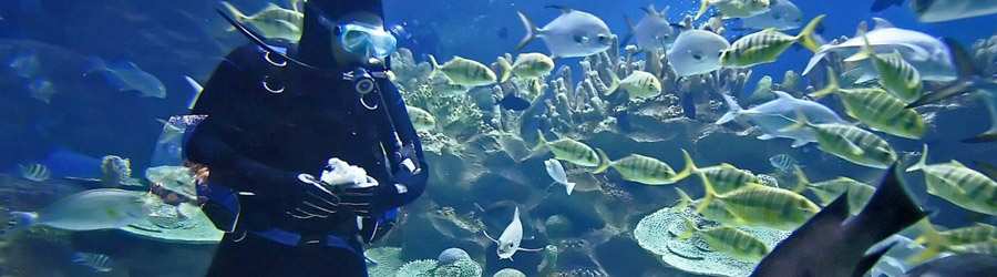 Caribbean Scuba & Private Island 1