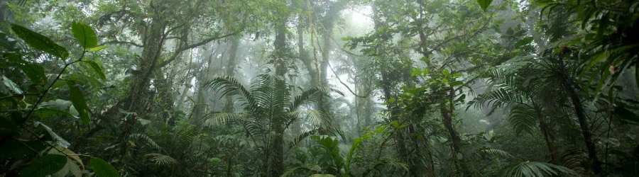 Cloud Forest Safari & Wildlife Tour 1