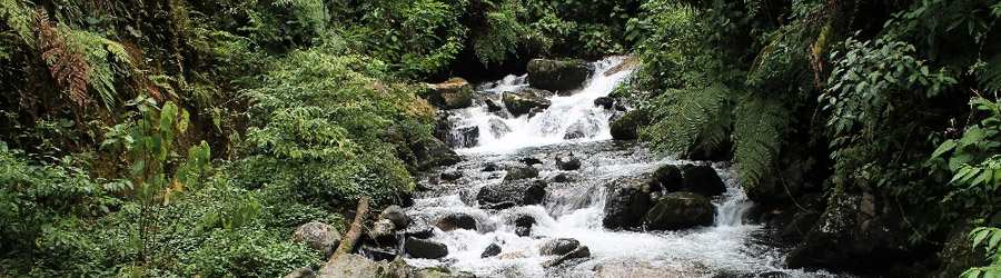 Cloud Forest Safari & Wildlife Tour 3