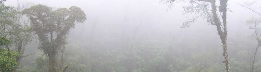 Cloud Forest Safari & Wildlife Tour 5
