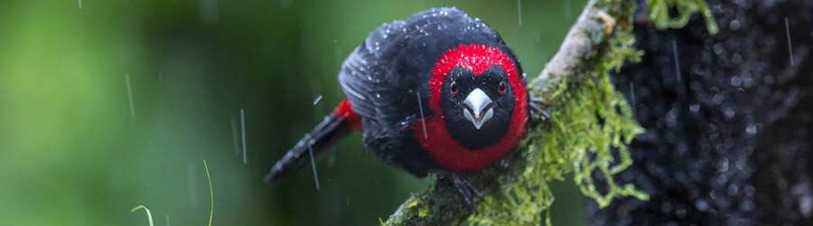 Cloud Forest Safari & Wildlife Tour 6