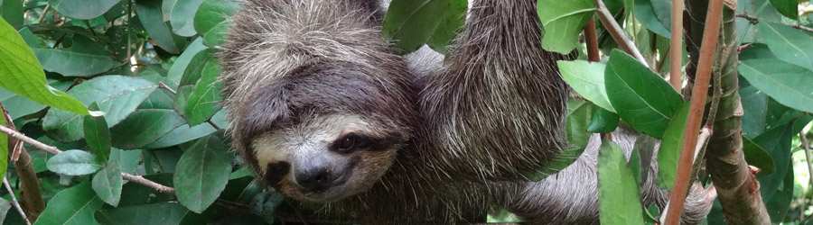 Cloud Forest Safari & Wildlife Tour 8