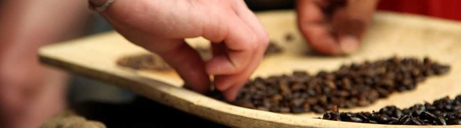 Cloud Forest & Coffee Jeep Safari 7