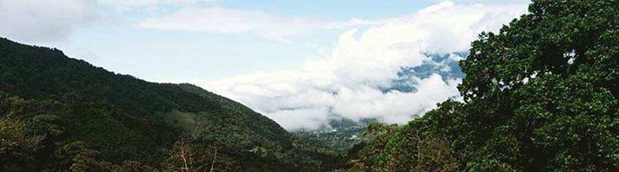 Cloud Forest & Coffee Jeep Safari 8