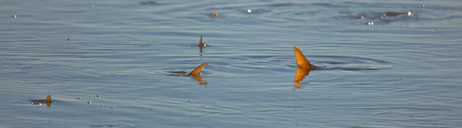 Gulf of Chiriqui Inshore Fishing 8