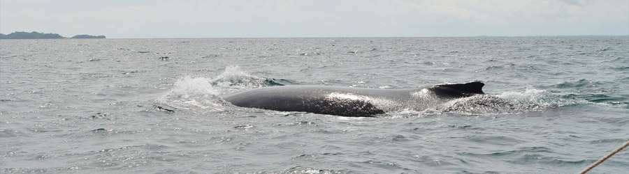 Gulf of Chiriqui Sea Kayaking & Whale Watching 1
