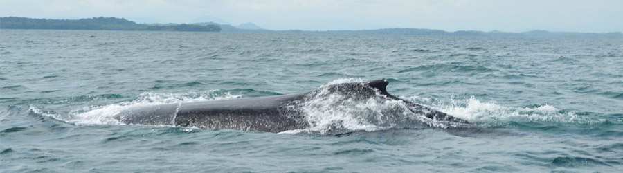 Gulf of Chiriqui Sea Kayaking & Whale Watching 6