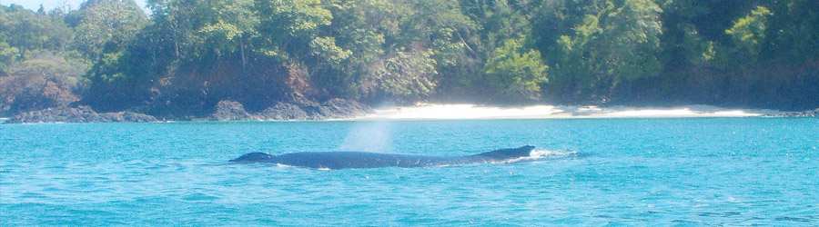 Gulf of Chiriqui Sea Kayaking & Whale Watching 8
