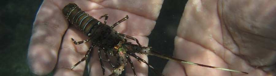 Gulf of Chiriqui Snorkel & Island Hopping 3