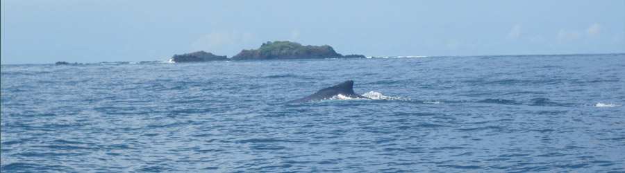 Panama Whale Watching Gulf of Chiriqui + Island Beach Break 1