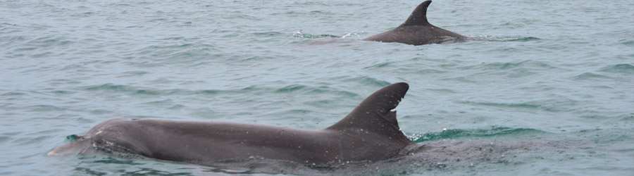 Panama Whale Watching Gulf of Chiriqui + Island Beach Break 2