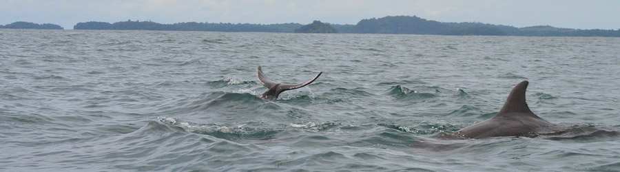Panama Whale Watching Gulf of Chiriqui + Island Beach Break 3