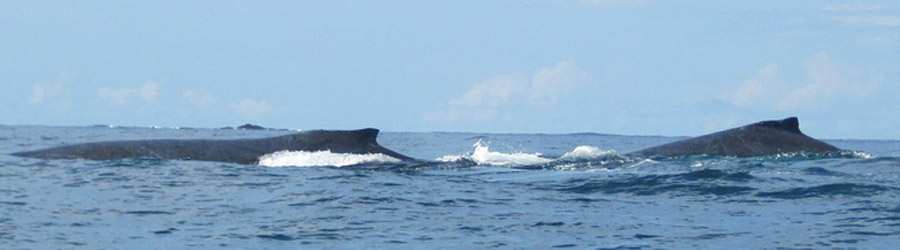 Panama Whale Watching Gulf of Chiriqui + Island Beach Break 5