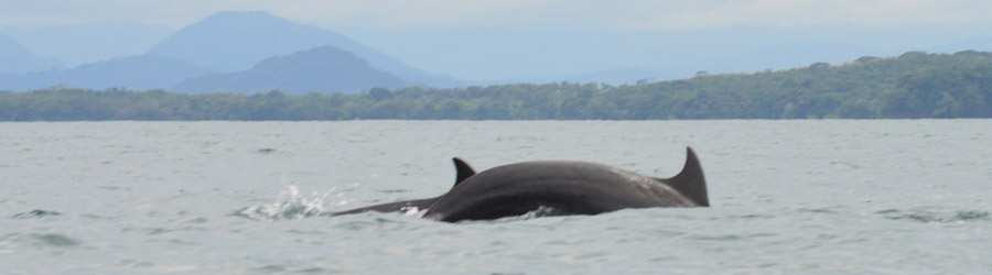 Panama Whale Watching Gulf of Chiriqui + Island Beach Break 6
