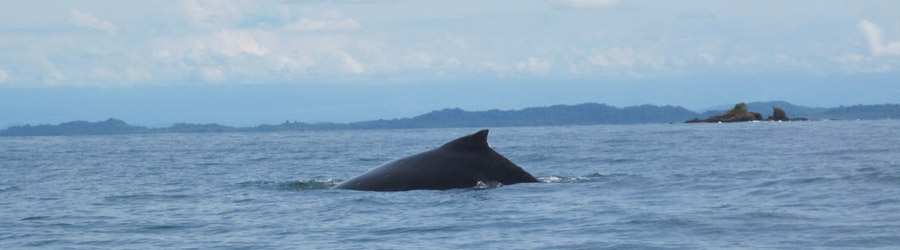 Panama Whale Watching Gulf of Chiriqui + Island Beach Break 8