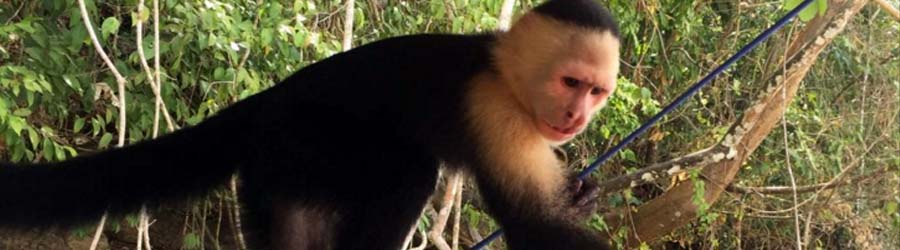 Kayaking Lake Gatun, Panama Canal & Monkey Island 2