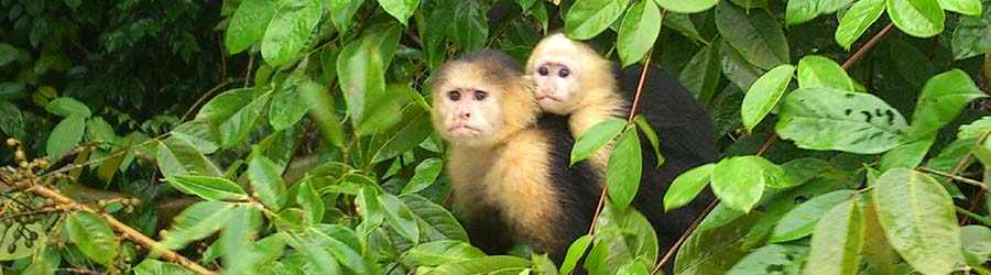 Monkey Island & Indian Village Combo Tour 1