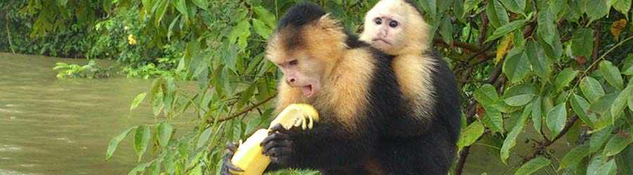 Monkey Island & Indian Village Combo Tour 3