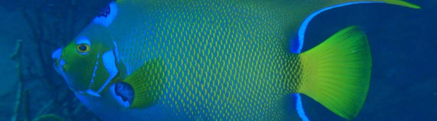 PADI Open Water Diver Course Bocas Del Toro 8