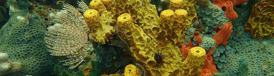 Private 63’ Catamaran Charter 4