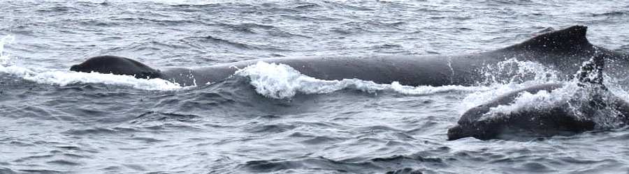 Private Panama Boat Charter 1