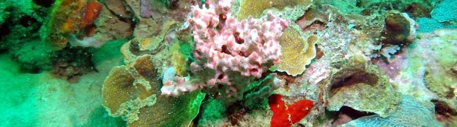 Tiger Rock Scuba Diving - Full Day Excursion 1