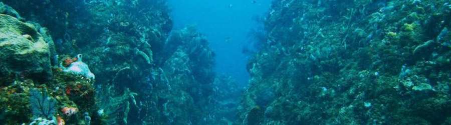 Tiger Rock Scuba Diving - Full Day Excursion 6